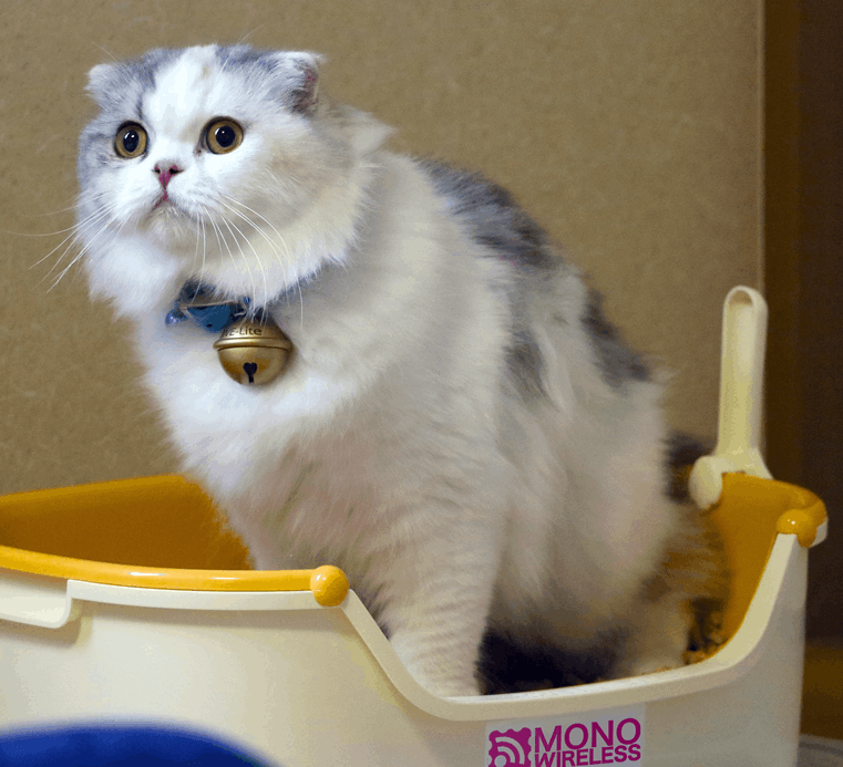 ねこったーの主役・猫のしらたま